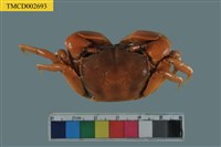 藏品(粗腿擬瘦招潮蟹)的圖片